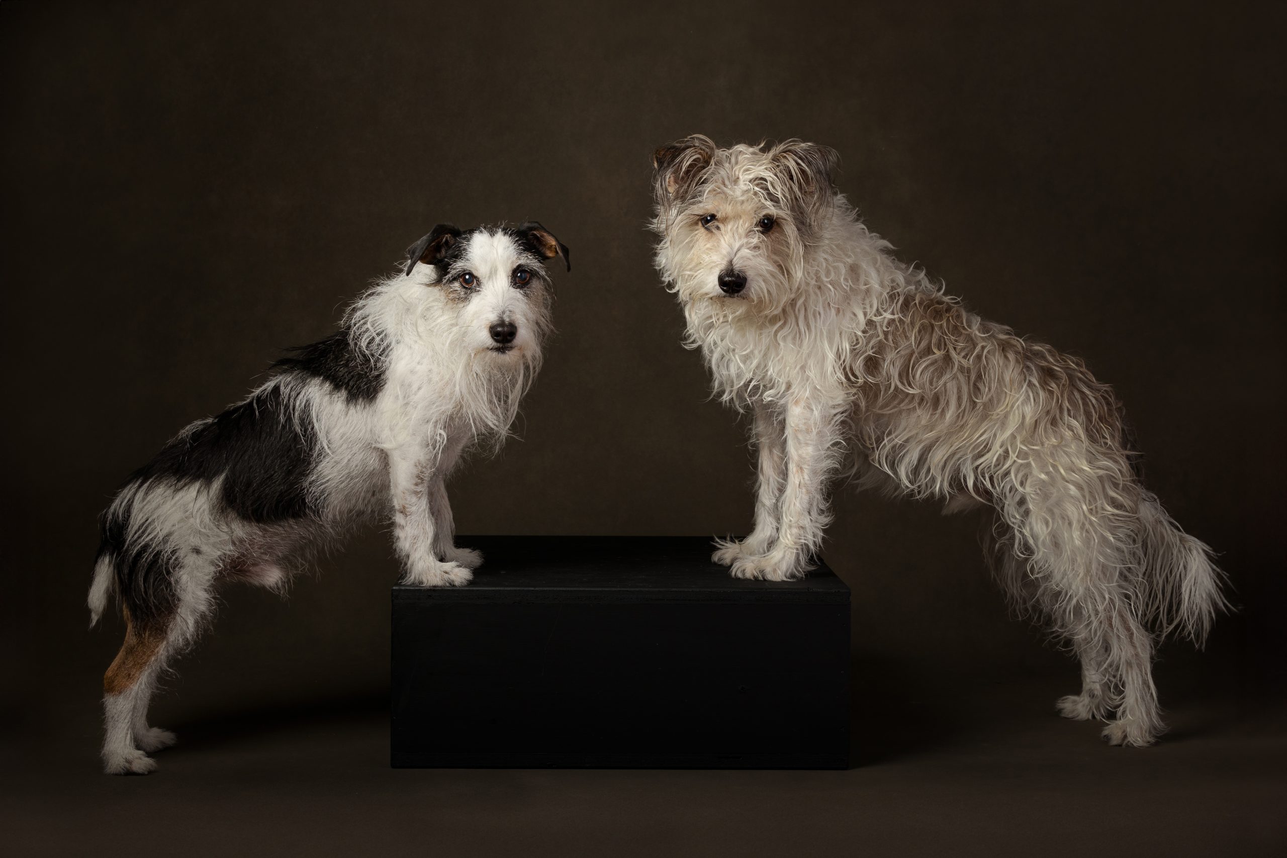 two terriers paws on crate in studio in st catharines