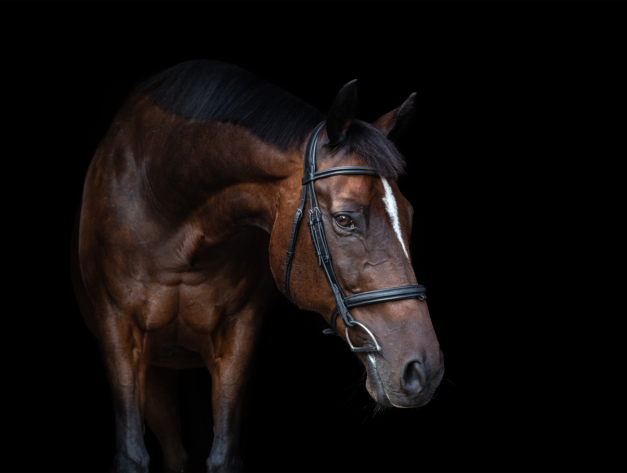 black background horse portrait in smithville, ontario