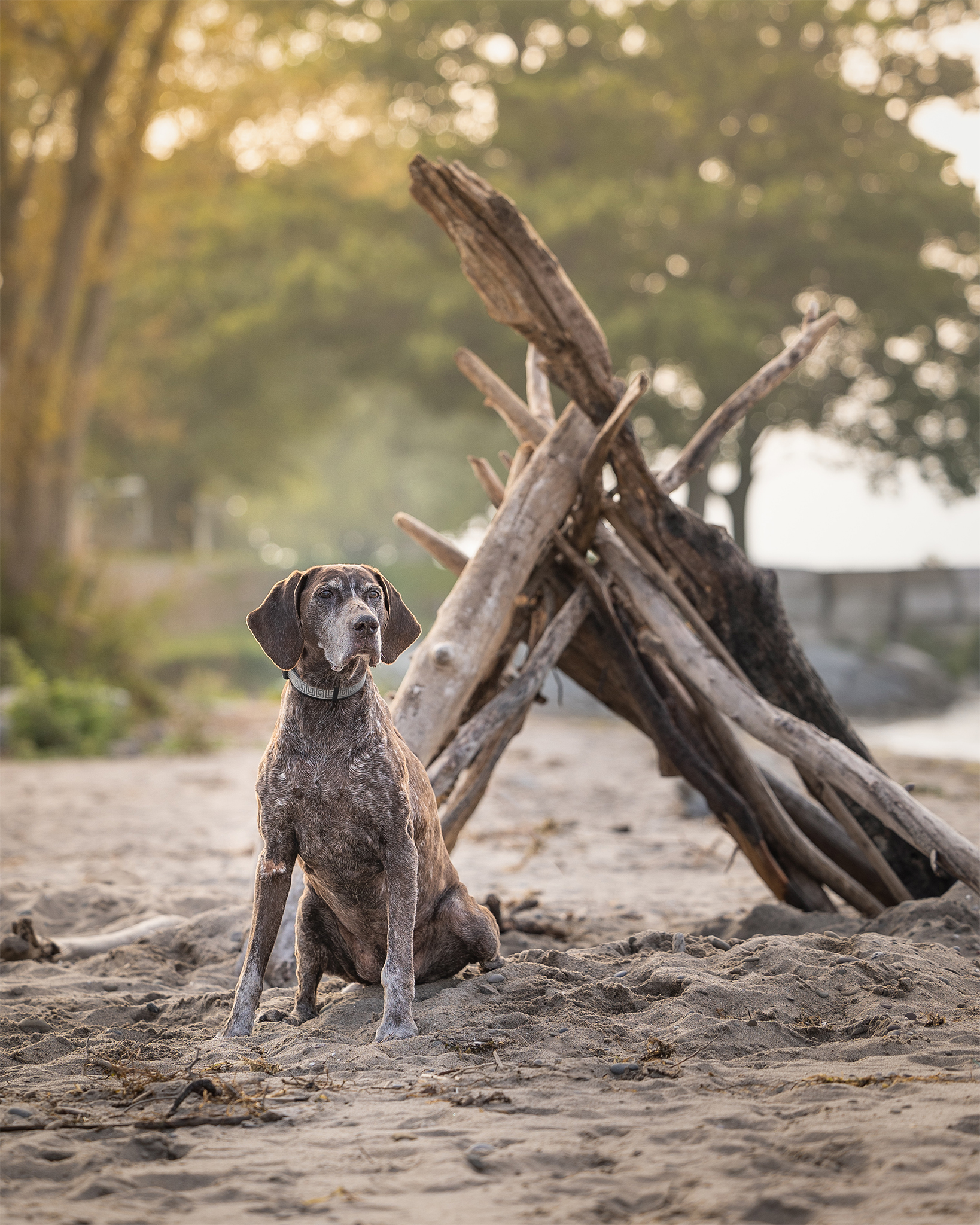 German short haired pointer at Charles Daley beach in front of wood teepee