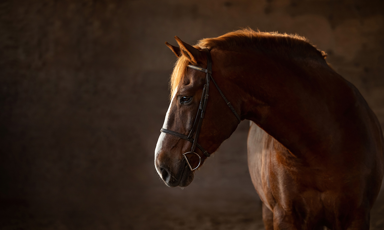 indigo pet photography horse portrait oakville