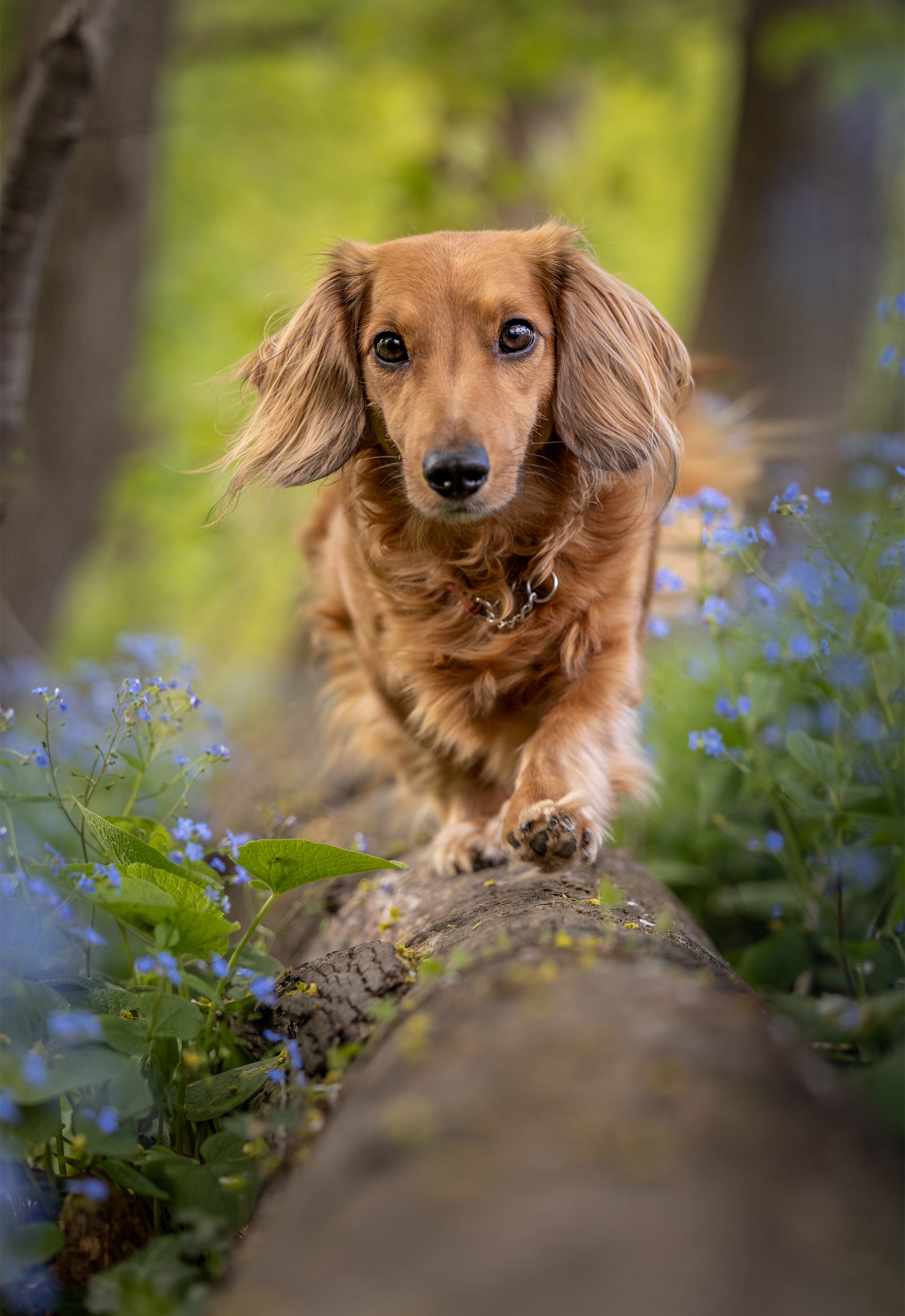 mini dachshund walking along on a log in st. catharines niagara