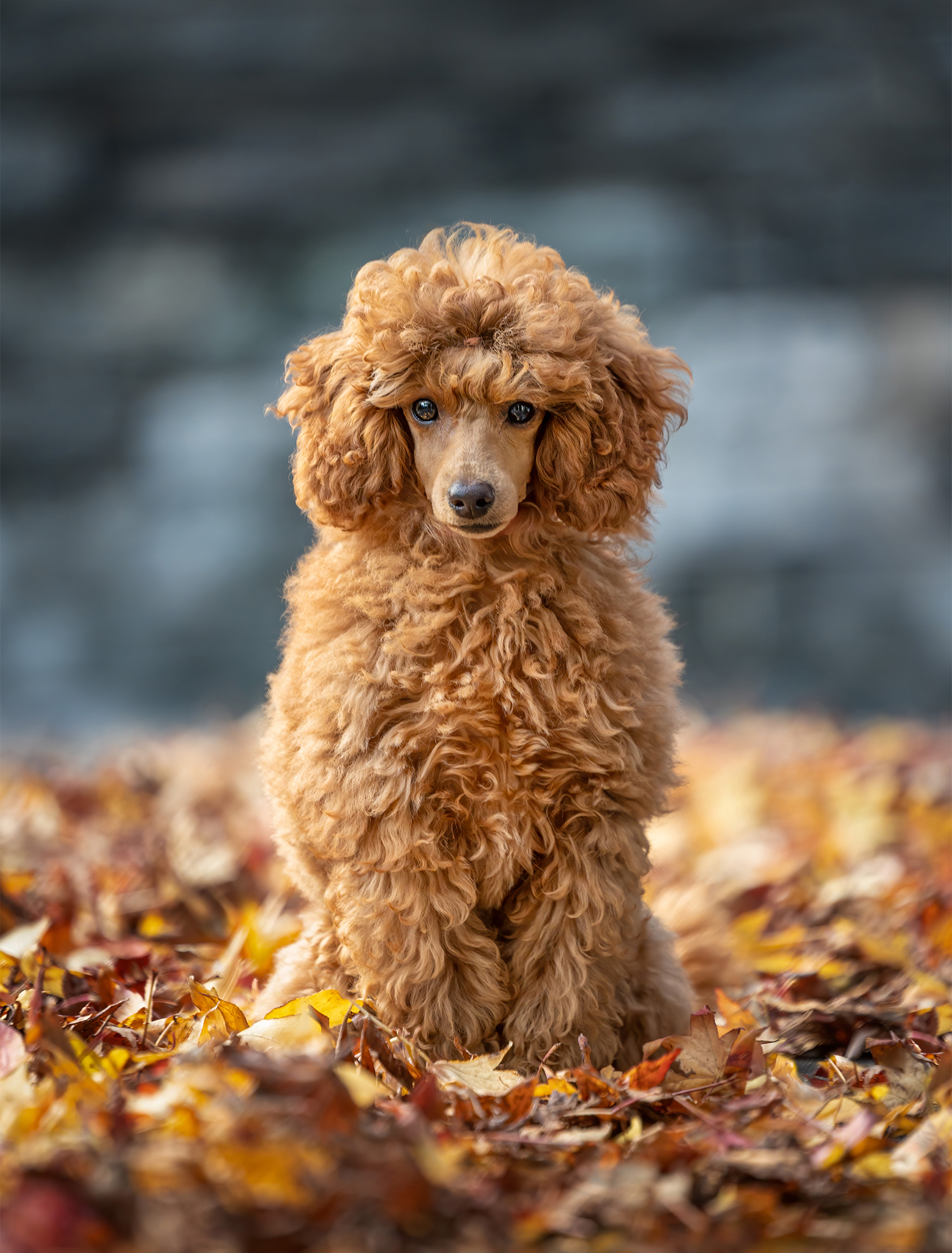 toy poodle sitting in fall leaves with blue background