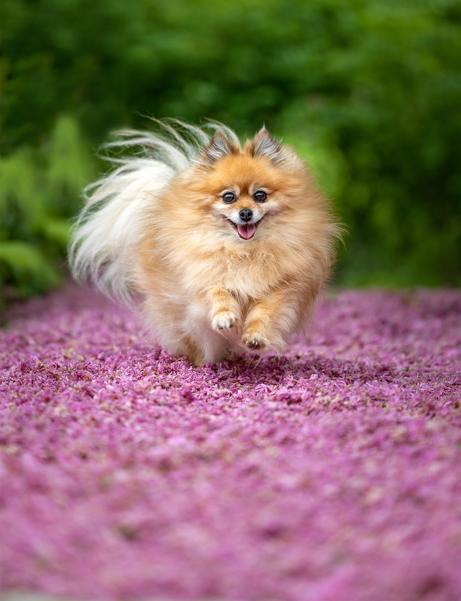 pomeranian running joyfully through a carpet of pink petals in Beamsville ontario