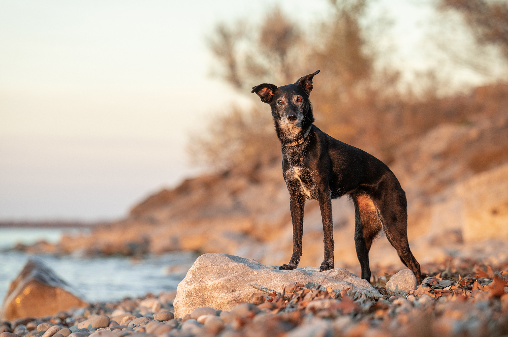 senior dog on rocks by lake in st catharines ontario