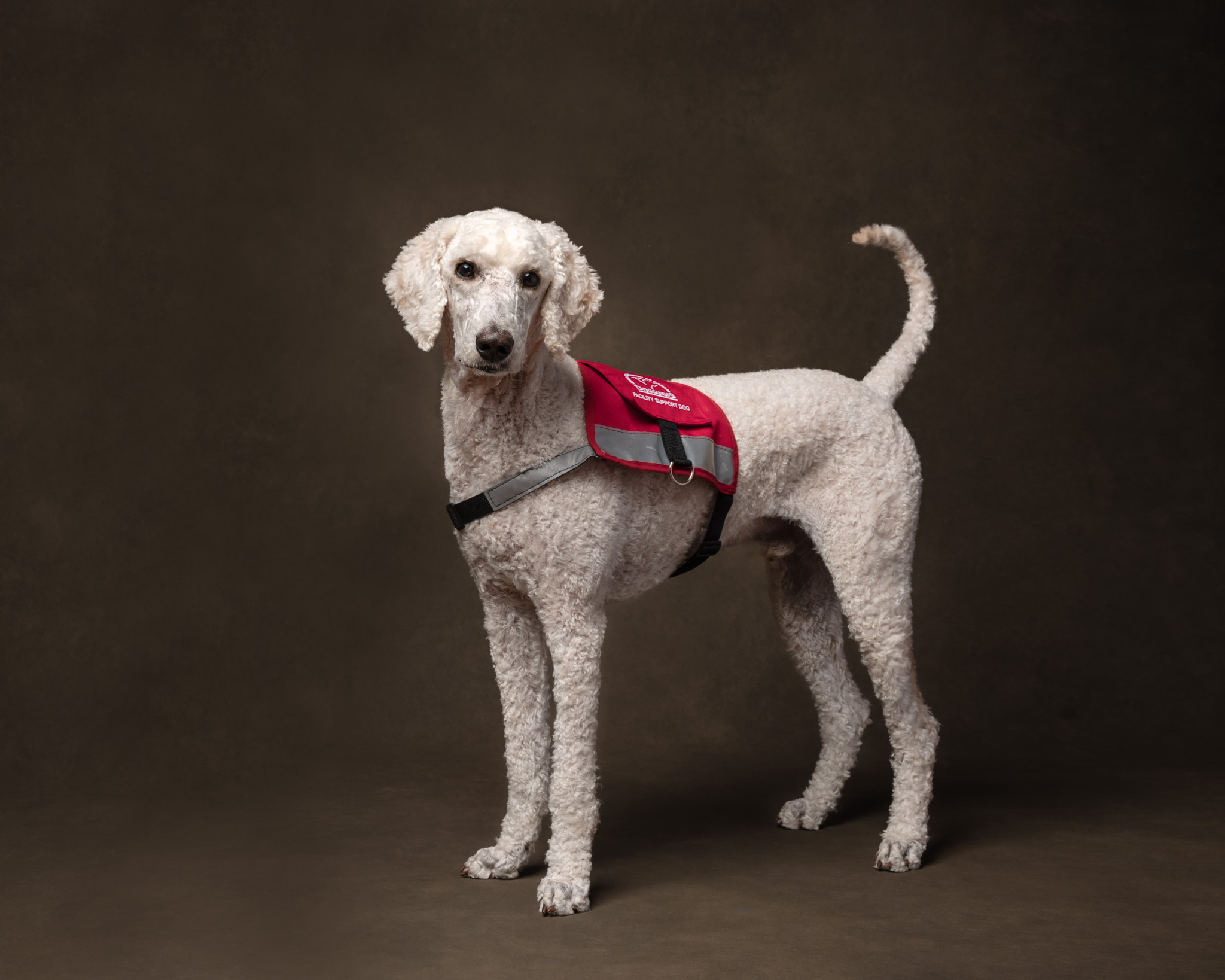service dog in st. catharines studio