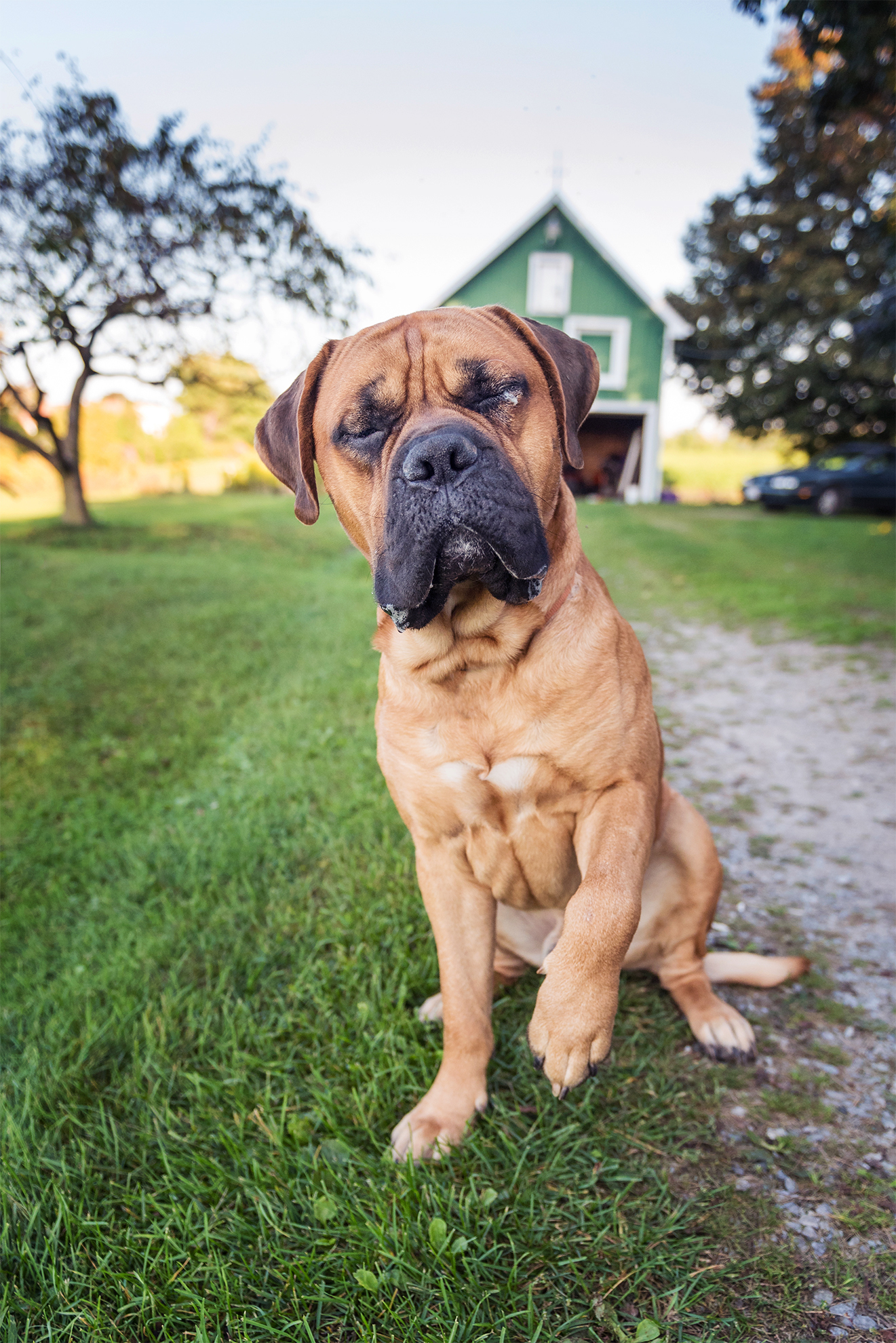 Indigo-Pet-Photography-Brutus-001 1980px mmmmm treats