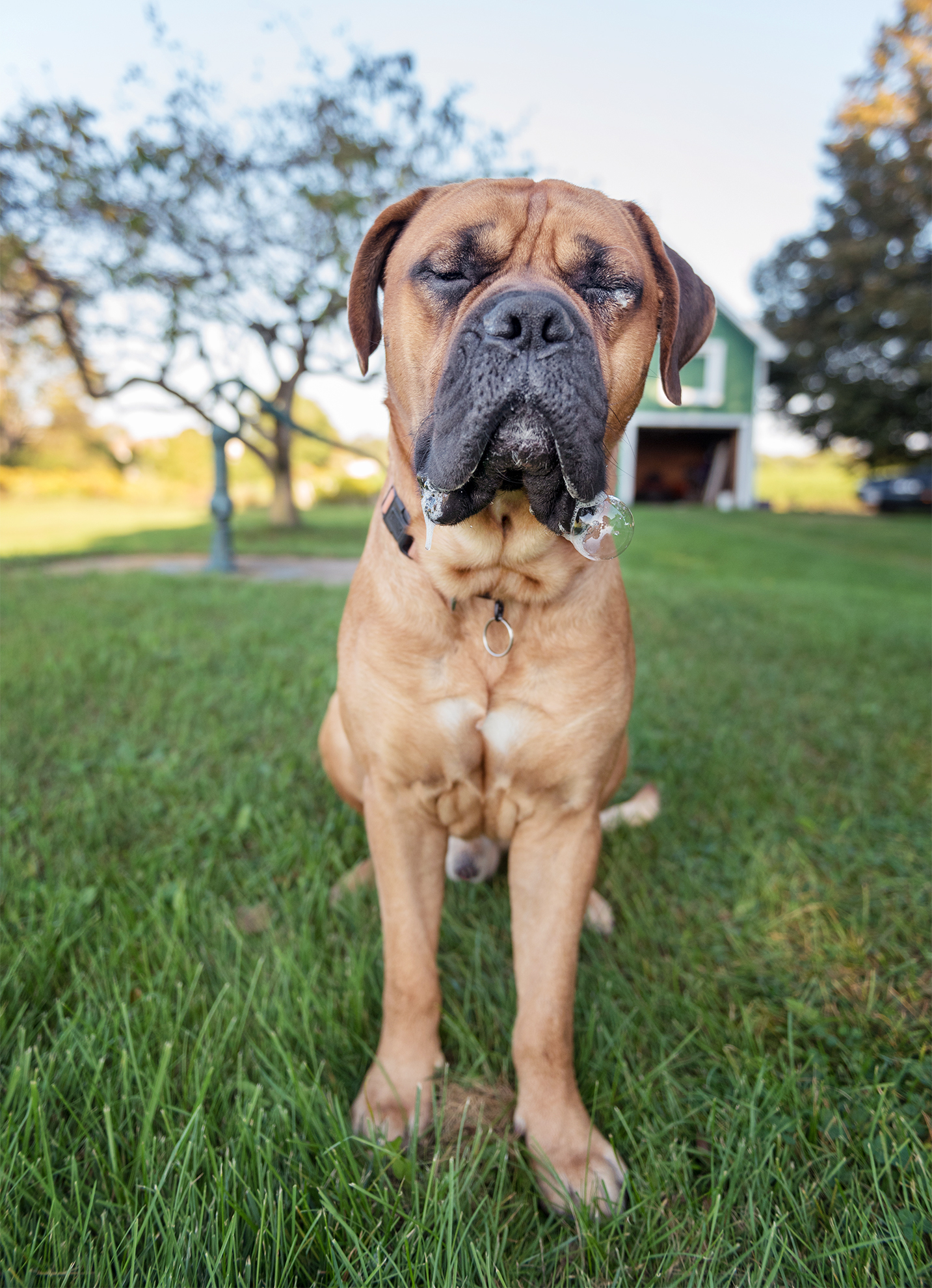 Indigo-Pet-Photography-Brutus-003 1990px Brutus sitting so pretty
