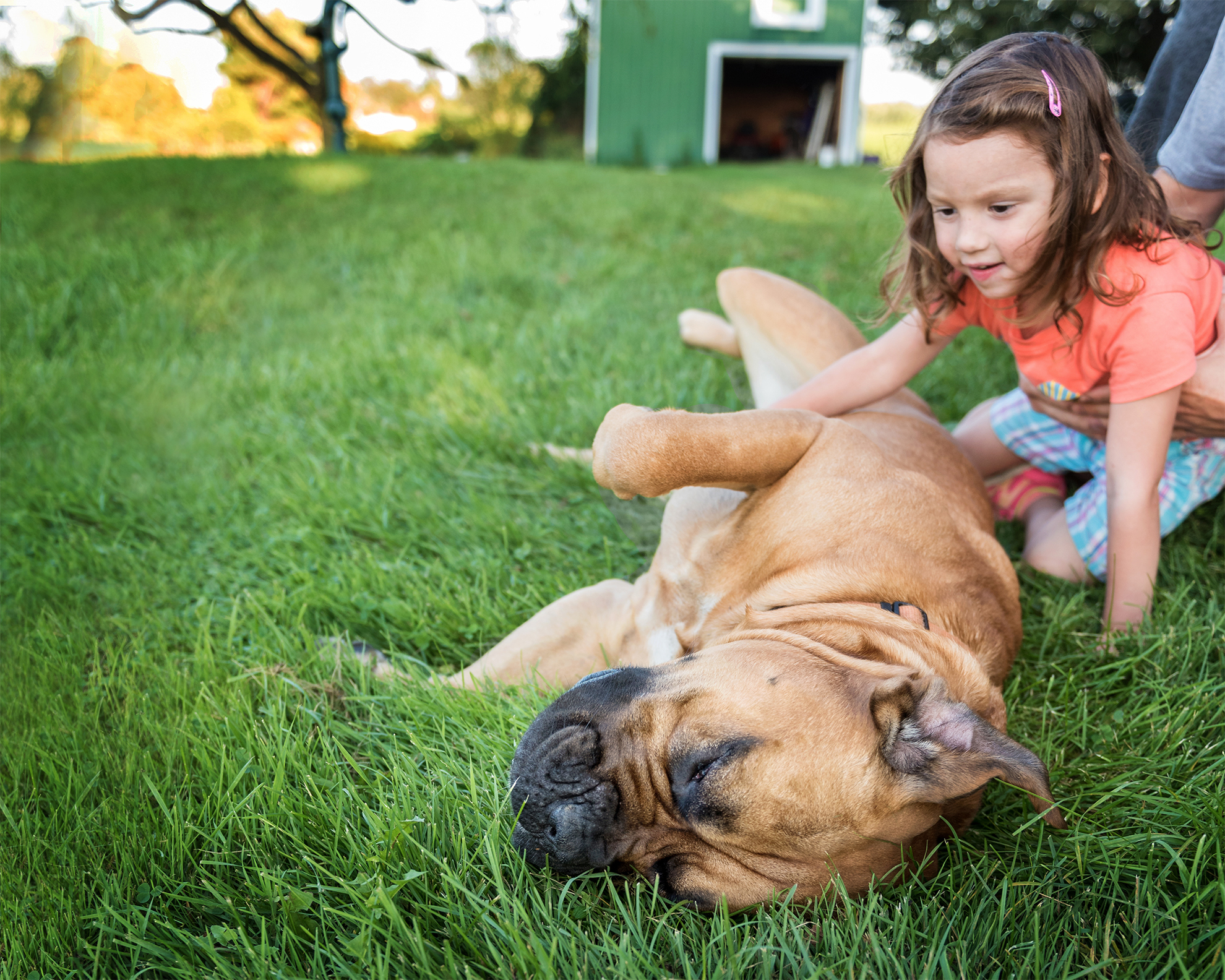 Indigo-Pet-Photography-Brutus-005 1980px Belly rubs are the best for Brutus