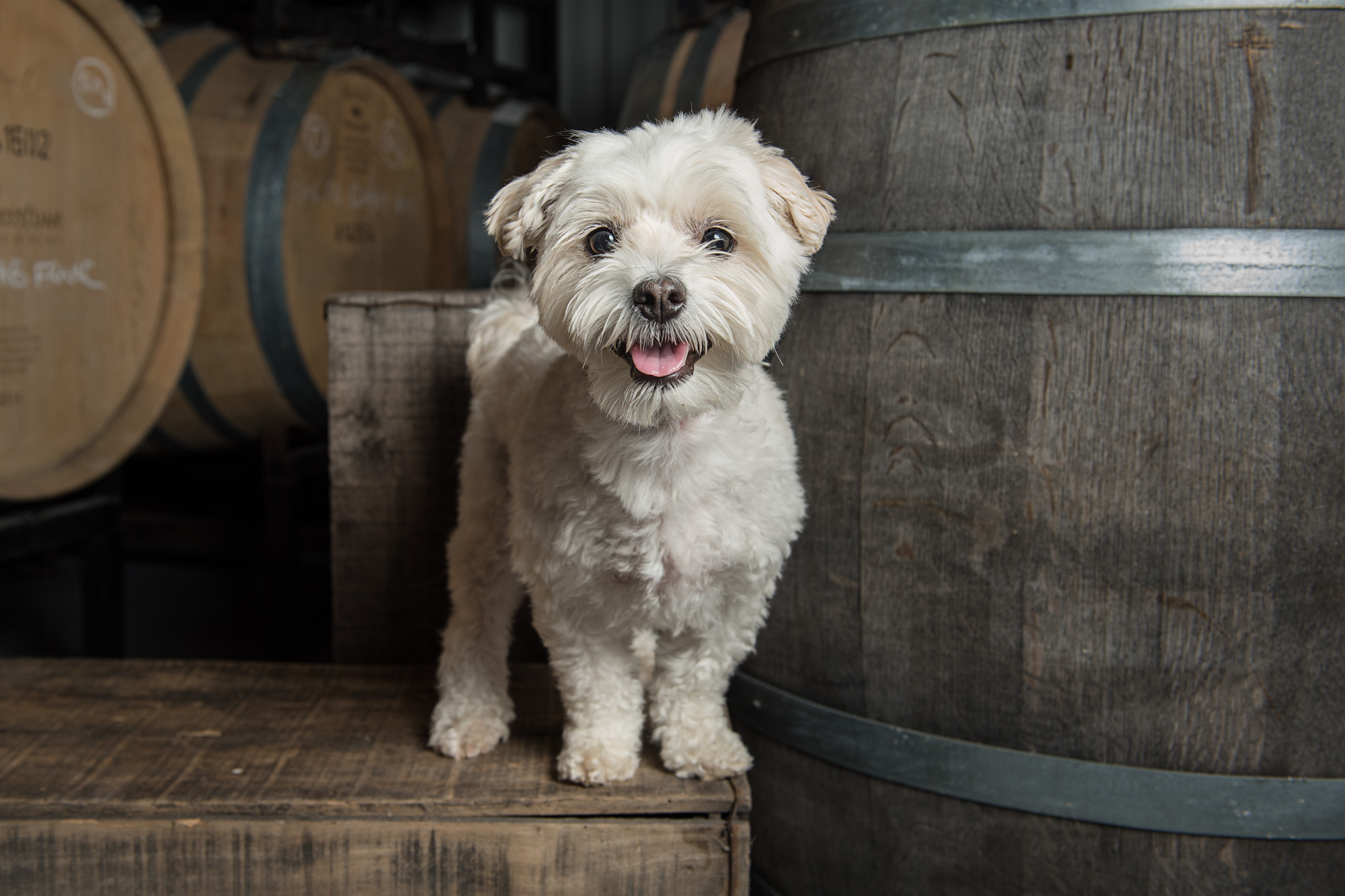 Happy cute dog standing on a wine barrel in a cellar