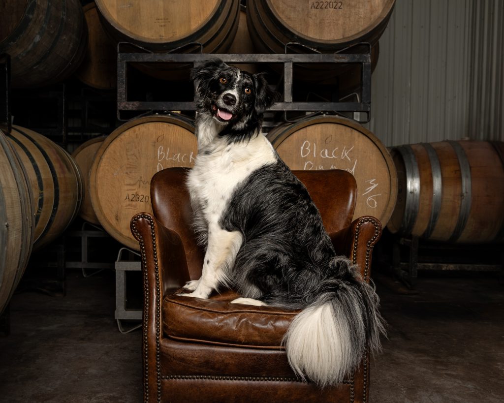 Black and white Border Collie sitting in a leather armchair surrounded by wine barrels at Featherstone Winery