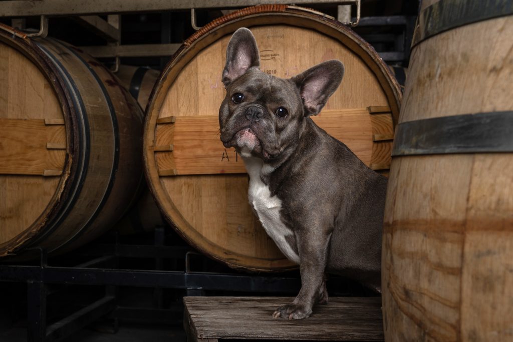 French Bulldog perched on a wooden crate in a wine barrel cellar during a Niagara pet photography session