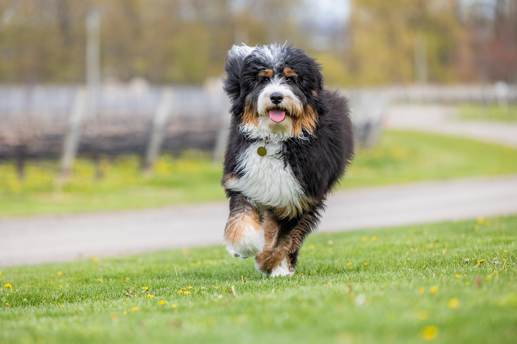 Bernedoodle running on the grounds of a Beamsville winery during a spring dog photography session in Niagara
