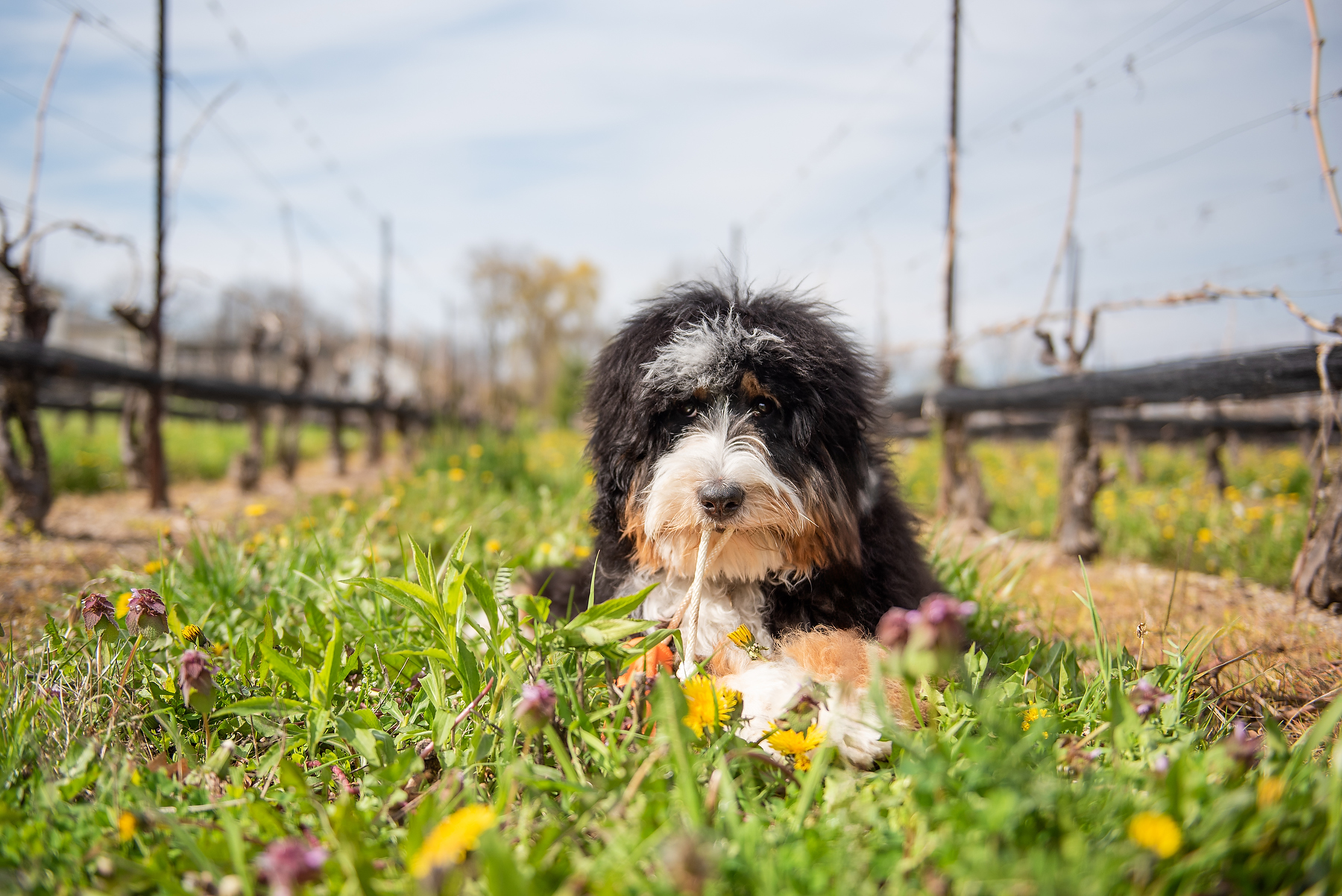 Bernedoodle laying with a rope toy between grapevine rows at a Beamsville winery during a spring dog photography session in Niagara