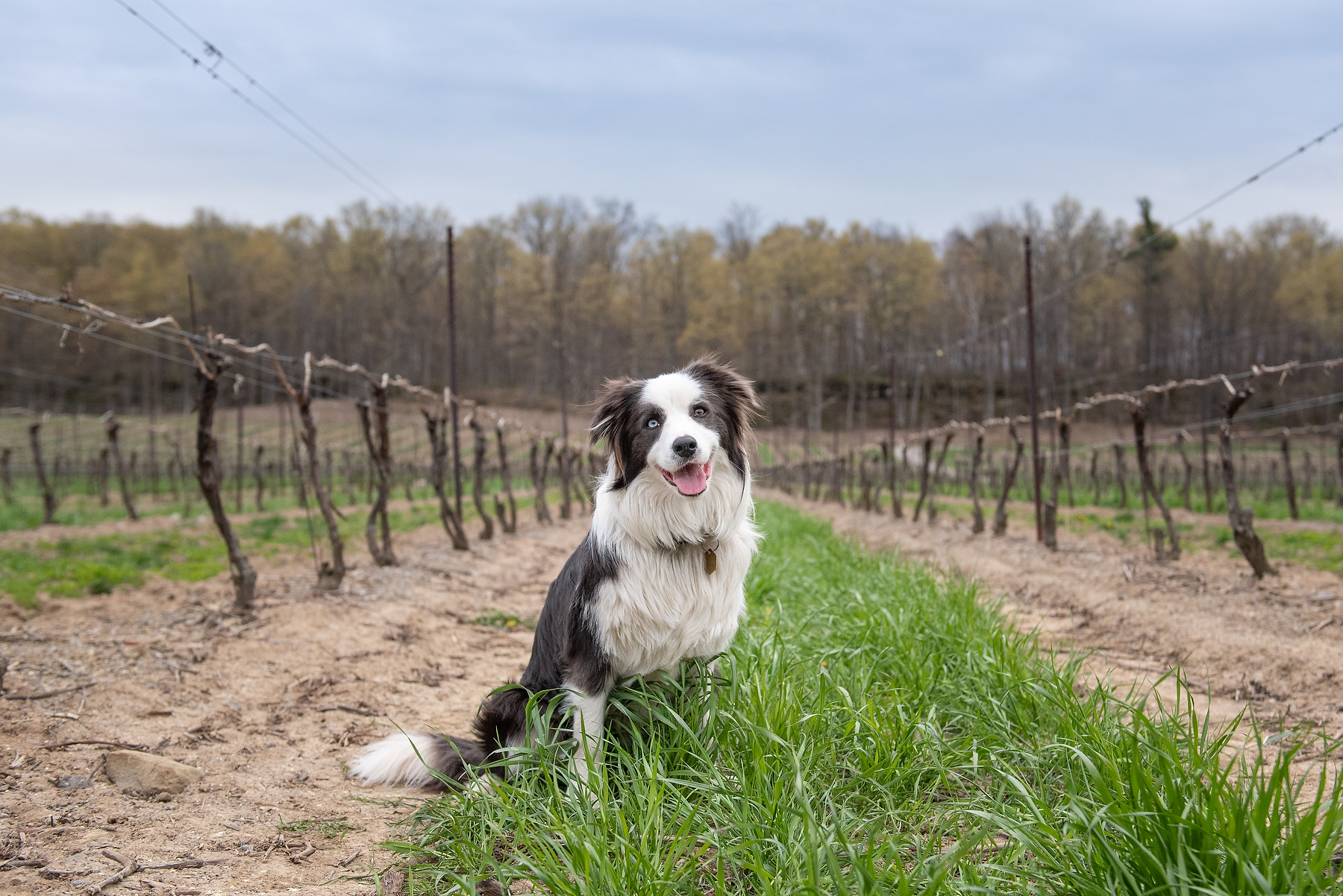 Border Collie sitting between rows of grapevines at a Beamsville winery during a spring dog photography session in Niagara
