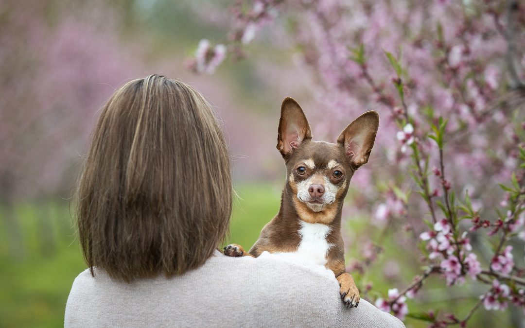 Chihuahua perched on owner's shoulder looking directly at camera surrounded by pink peach blossoms at Good Earth Food and Wine Beamsville Niagara spring dog photography