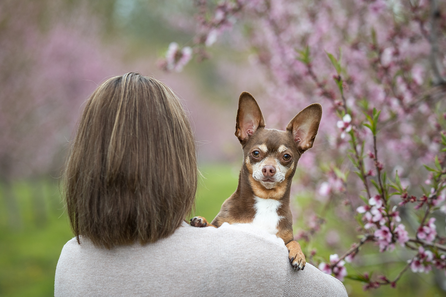 Chihuahua perched on owner's shoulder looking directly at camera surrounded by pink peach blossoms at Good Earth Food and Wine Beamsville Niagara spring dog photography