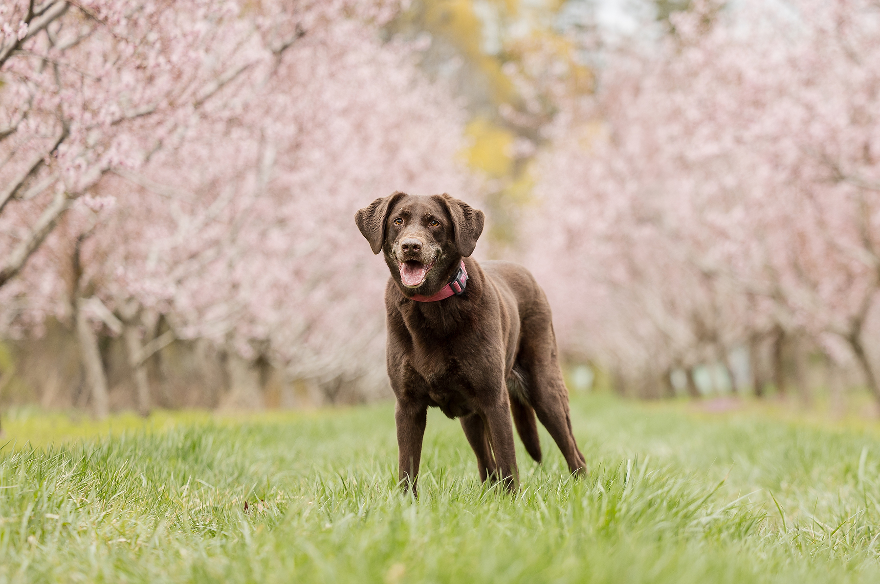 Chocolate Labrador Retriever standing in pink peach blossom orchard at Good Earth Food and Wine Co in Beamsville Niagara spring dog photography