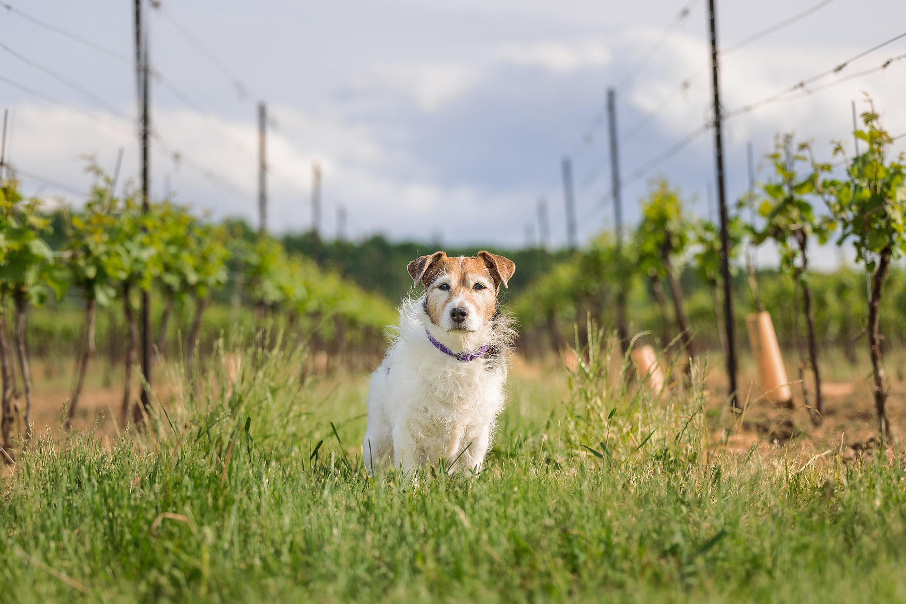 Jack Russell Terrier sitting between grapevine rows at a Beamsville winery during a spring dog photography session in Niagara