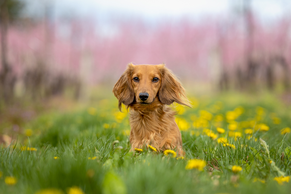 Long-haired Dachshund sitting among dandelions with pink peach blossoms in the background at Good Earth Food and Wine Co in Beamsville during a spring dog photography session in Niagara