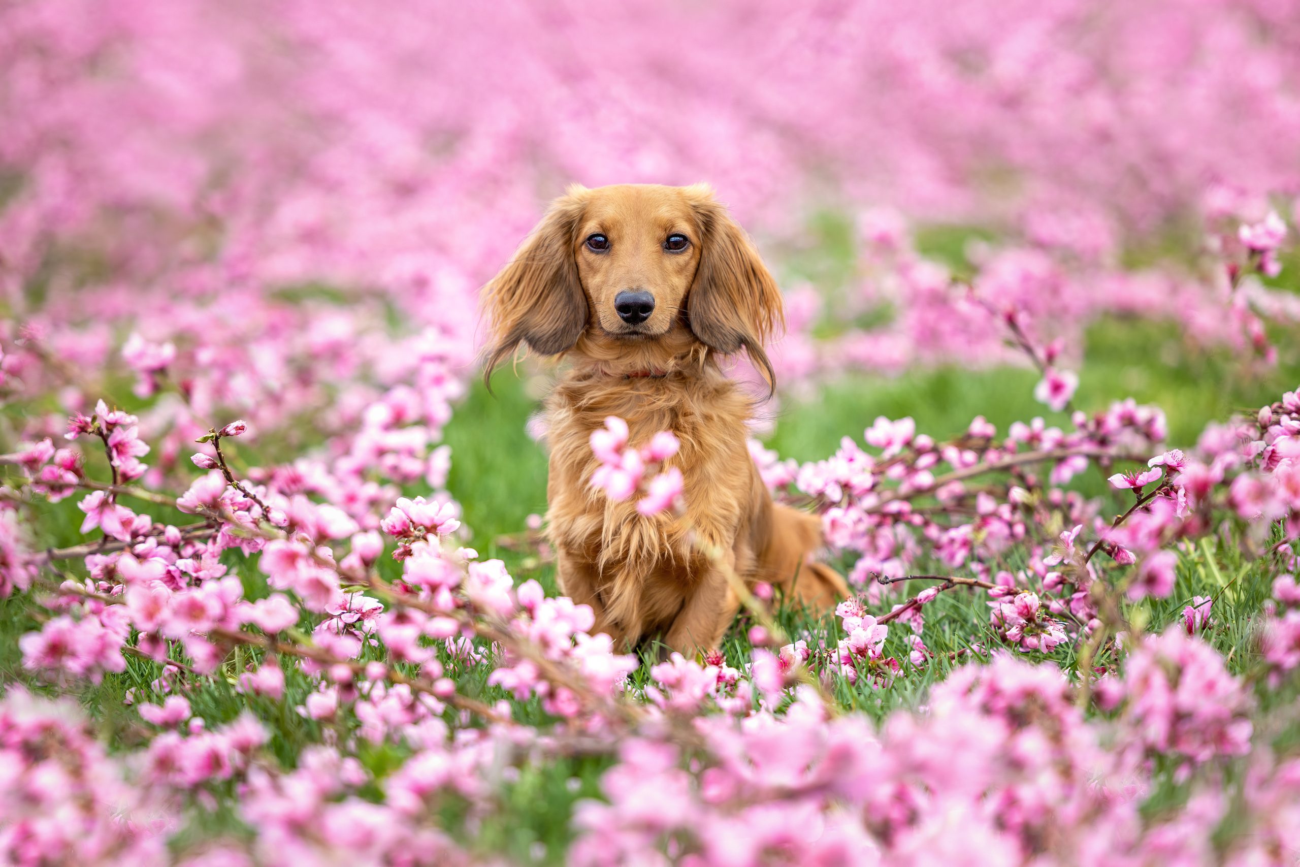 Long-haired Dachshund nestled among pink peach blossoms at Good Earth Food and Wine Co in Beamsville during a spring dog photography session in Niagara