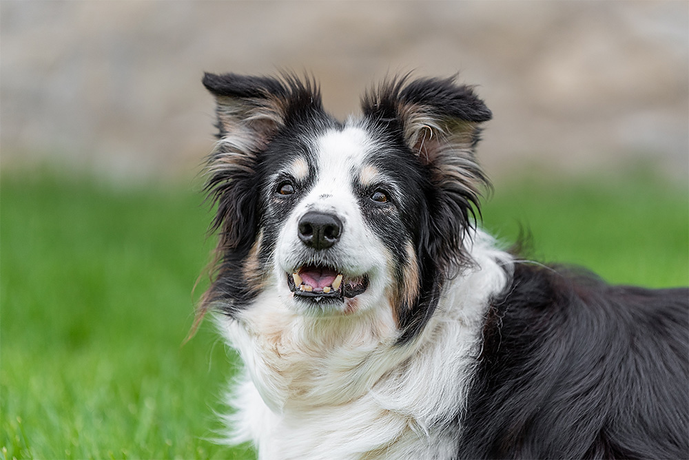 Senior Border Collie portrait on the grounds of Cave Spring Vineyard in Niagara