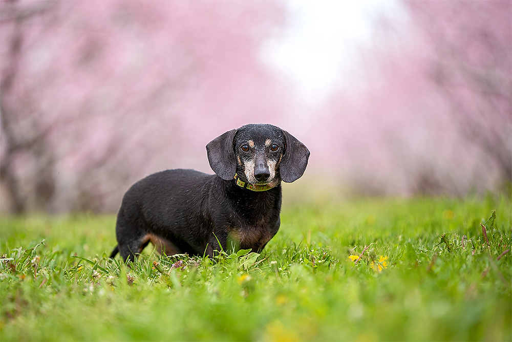 Senior black and tan Dachshund standing beneath pink peach blossoms at Cherry Lane Orchard in Vineland