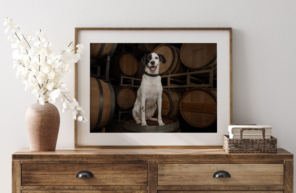 Framed dog portrait leaning on a dresser, black and white dog sitting on a wine barrel at Featherstone Winery