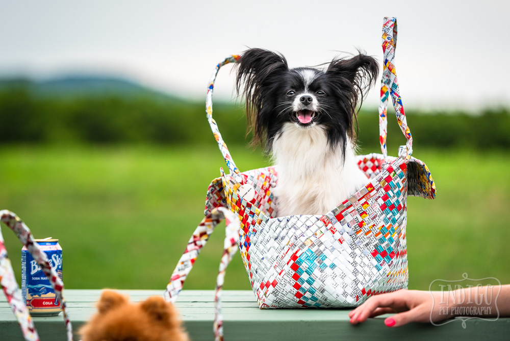 papillon dog in a woven handbag on a picnic table in Niagara benchlands