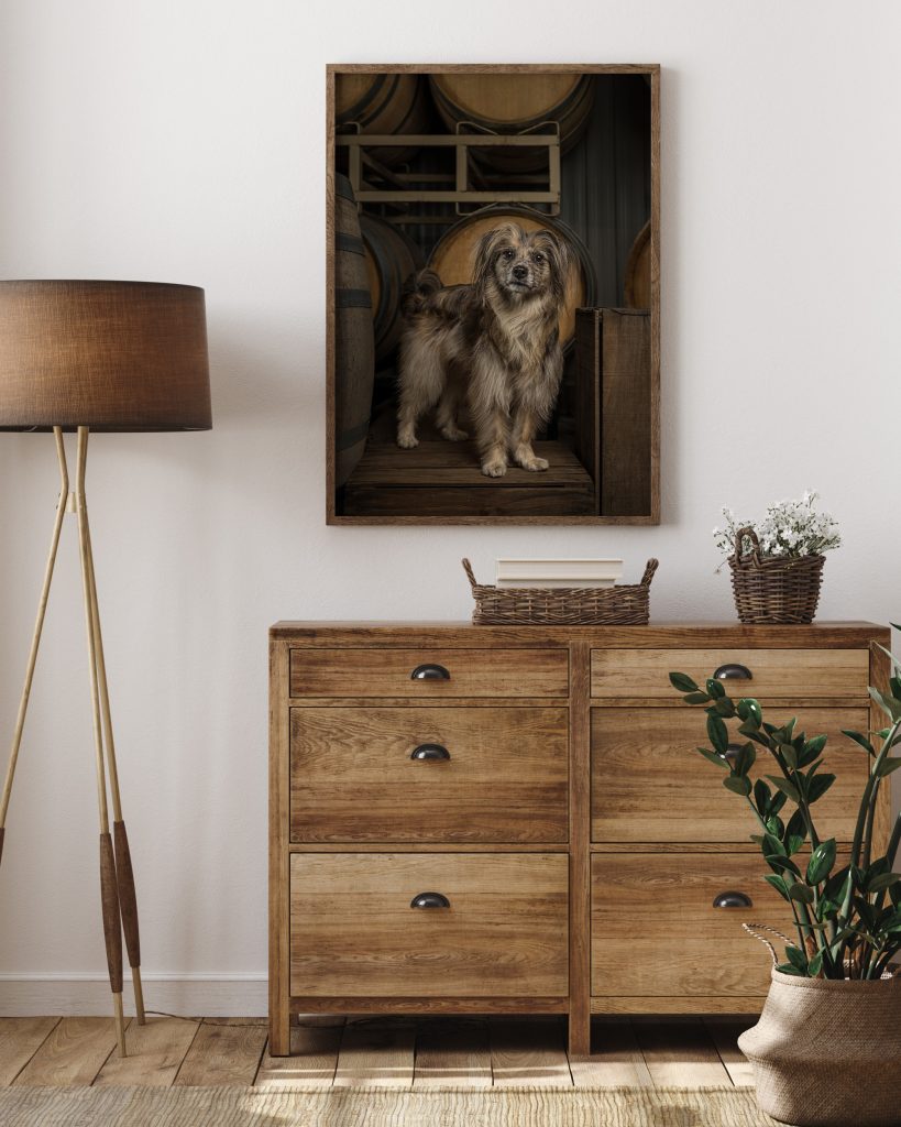 Framed dog portrait canvas hanging above a wood dresser, shaggy tan and grey dog photographed among wine barrels
