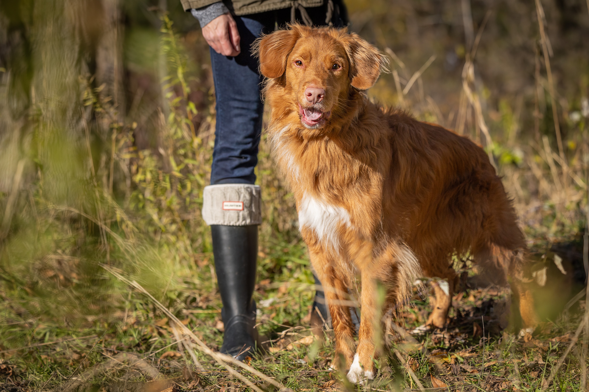 nova scotia duck toller standing by legs of mom wearing Hunter boots
