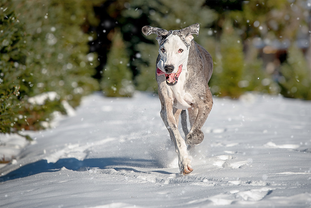 Senior Great Dane running at full speed through a snowy tree farm in Fonthill Niagara