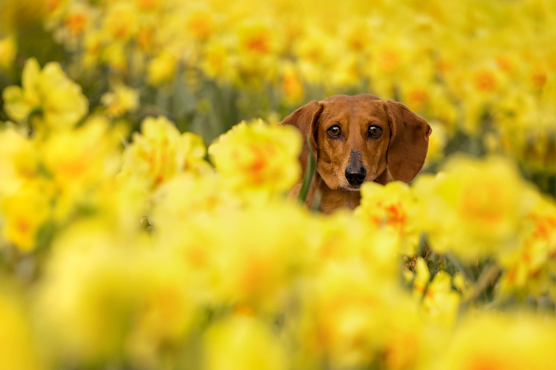 Miniature Dachshund peering through yellow daffodils at Niagara Parks Botanical Gardens during a spring dog photography session