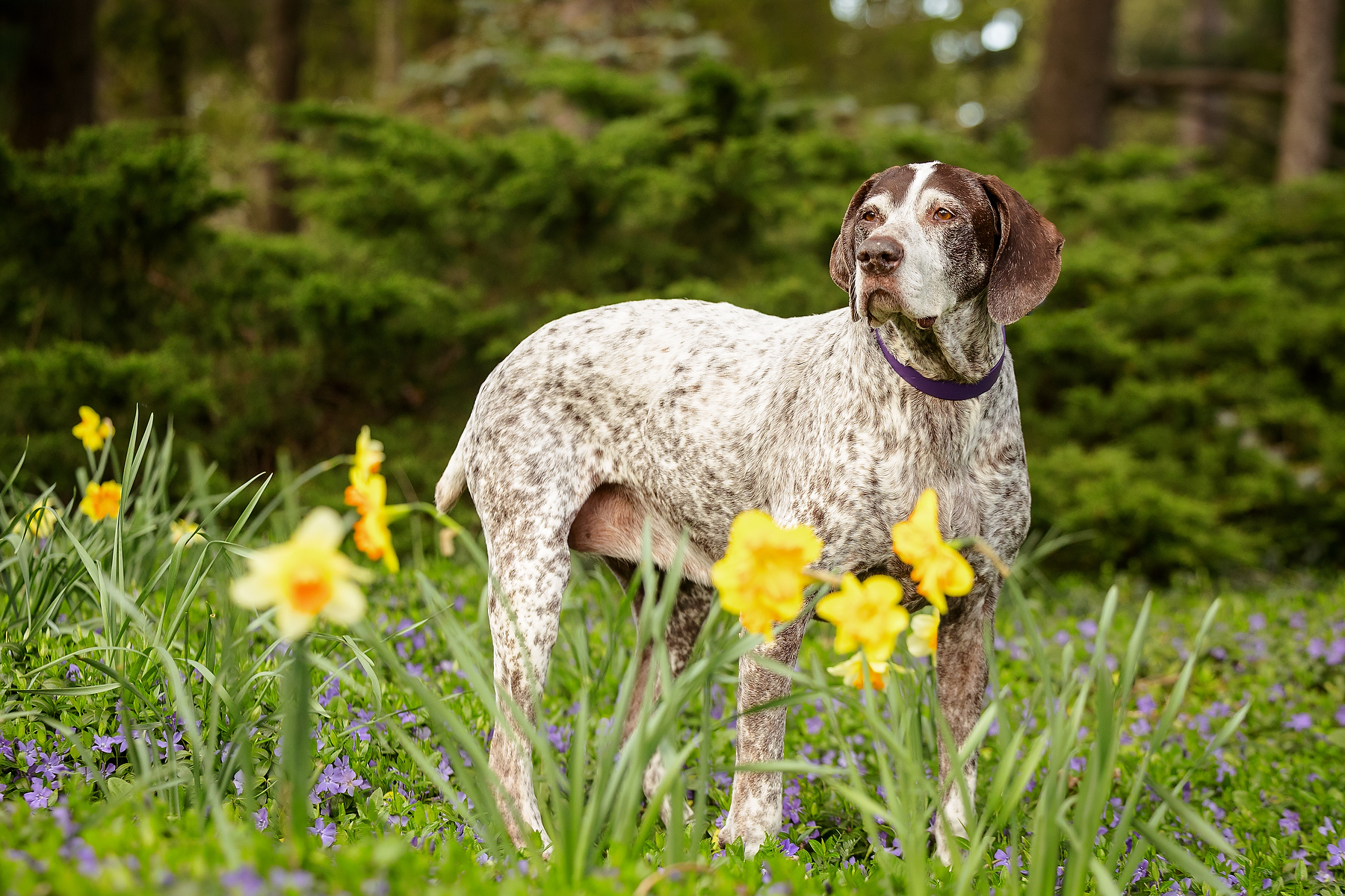 German Shorthaired Pointer standing among daffodils and periwinkle at Niagara Parks Botanical Garden during a spring dog photo session