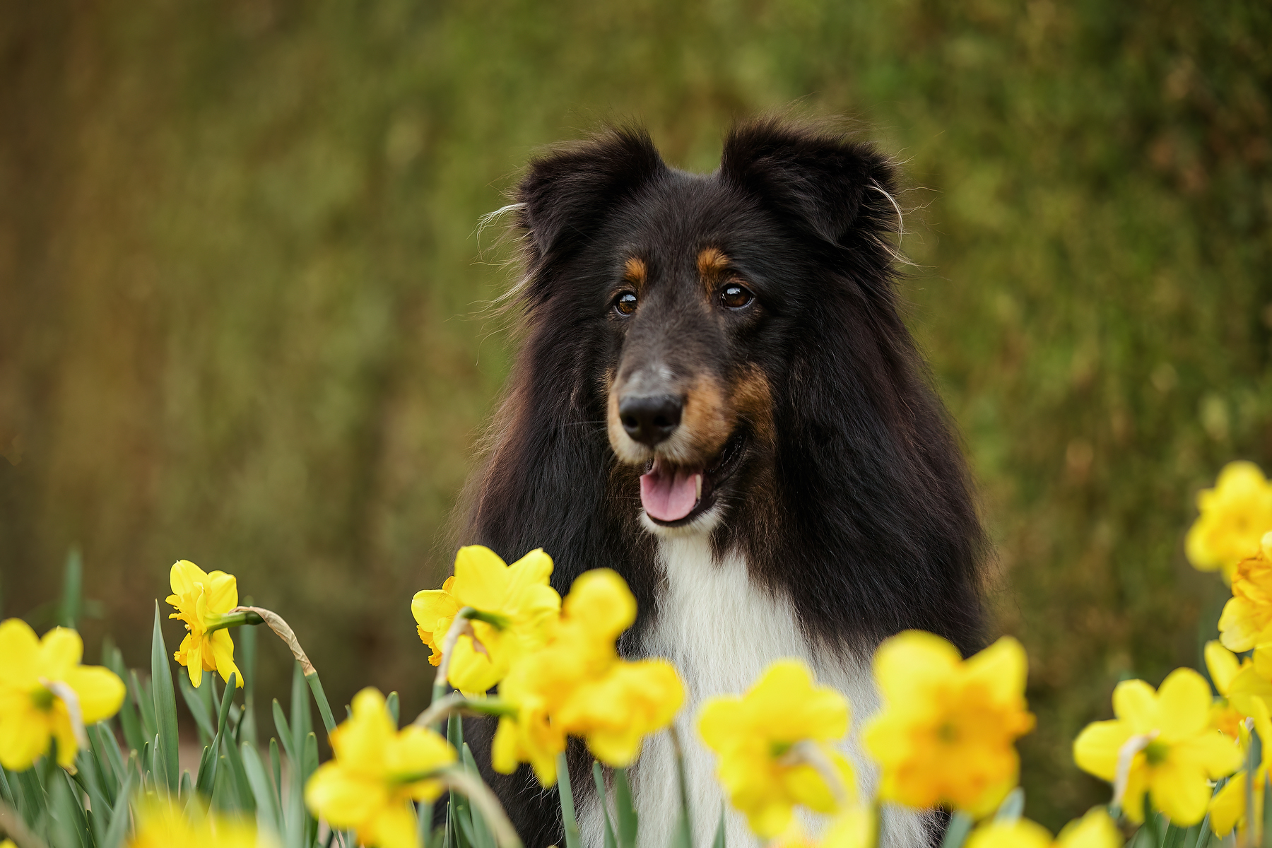 Shetland Sheepdog portrait among bright yellow daffodils at Niagara Parks Botanical Garden during a spring dog photography session
