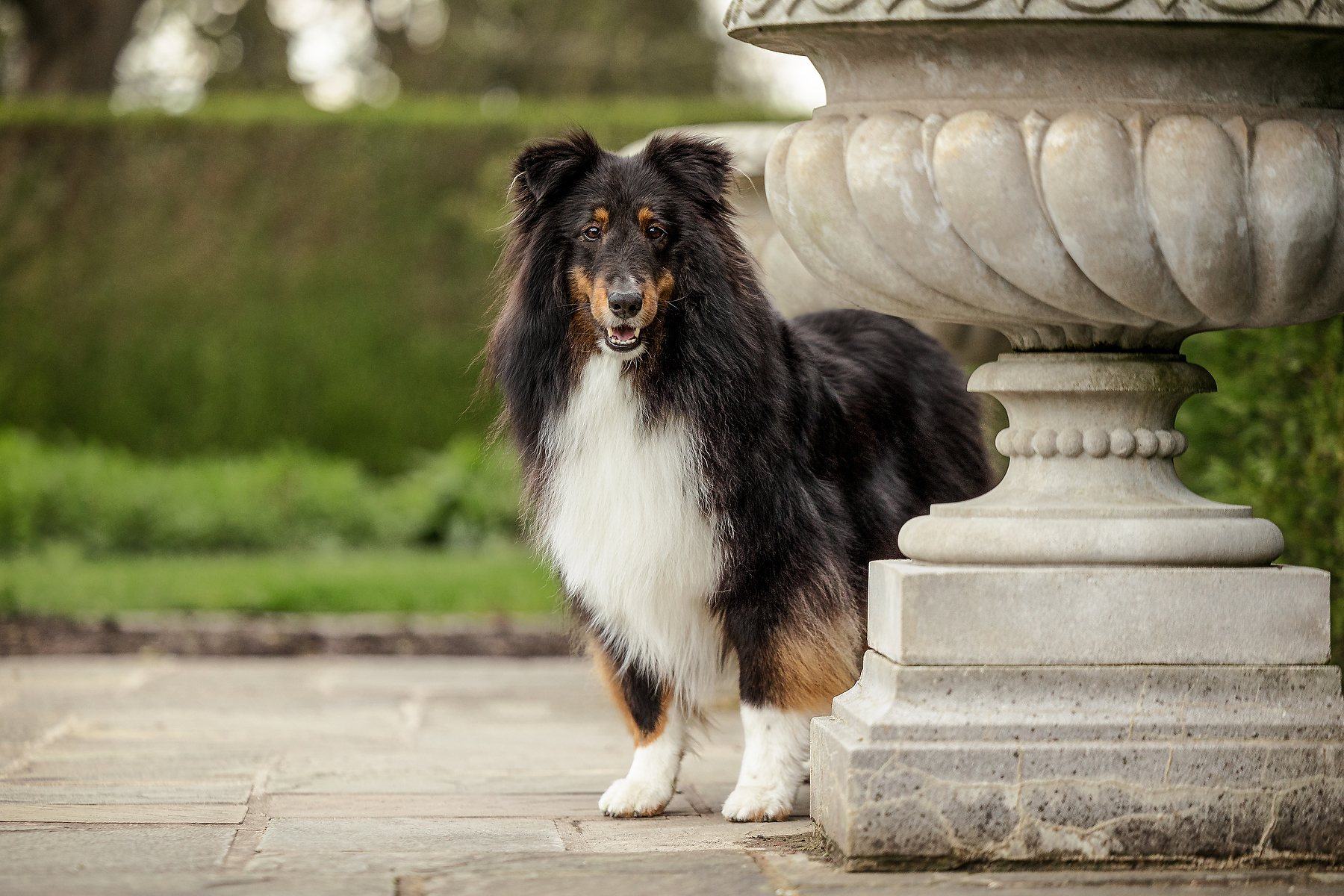 Shetland Sheepdog standing beside a large stone garden urn at Niagara Parks Botanical Garden during a spring dog photography session