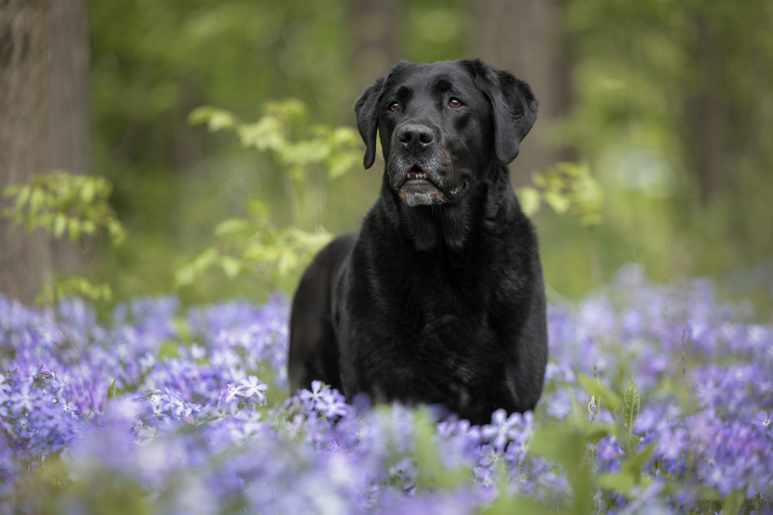 Black Labrador Retriever sitting among purple wildflowers on the Bruce Trail Niagara during a spring dog photography session