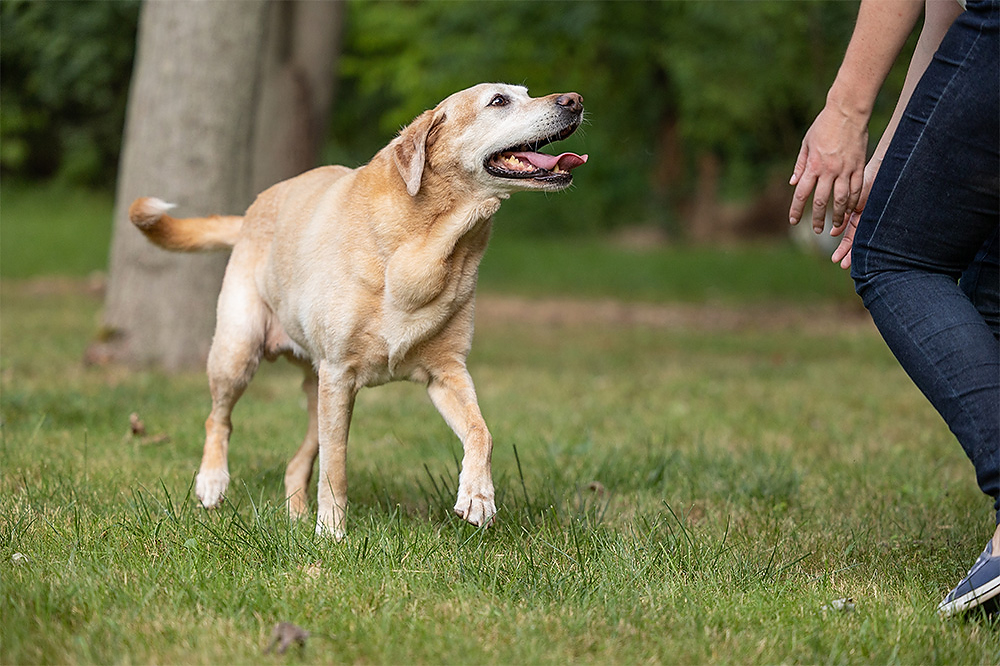 Senior yellow Labrador Retriever playing with her owner in Niagara-on-the-Lake