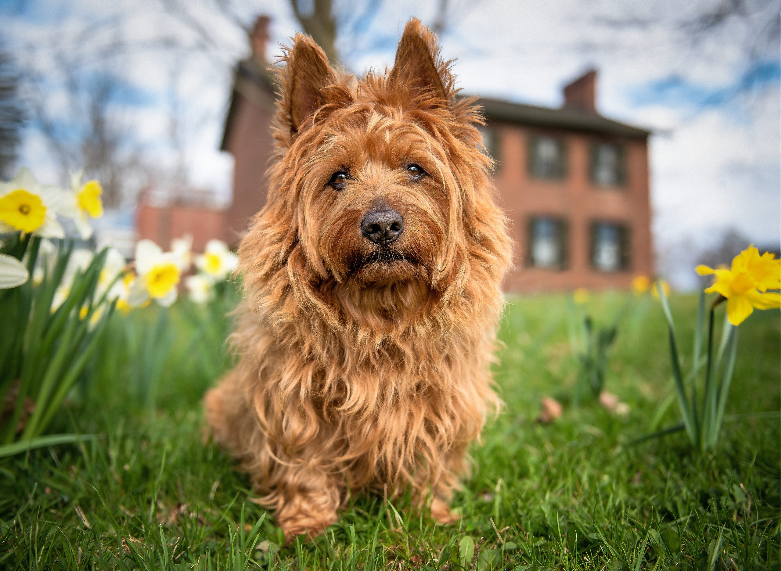 Australian Terrier posing among daffodils in front of the historic Macfarland House brick building in Niagara-on-the-Lake spring dog photography