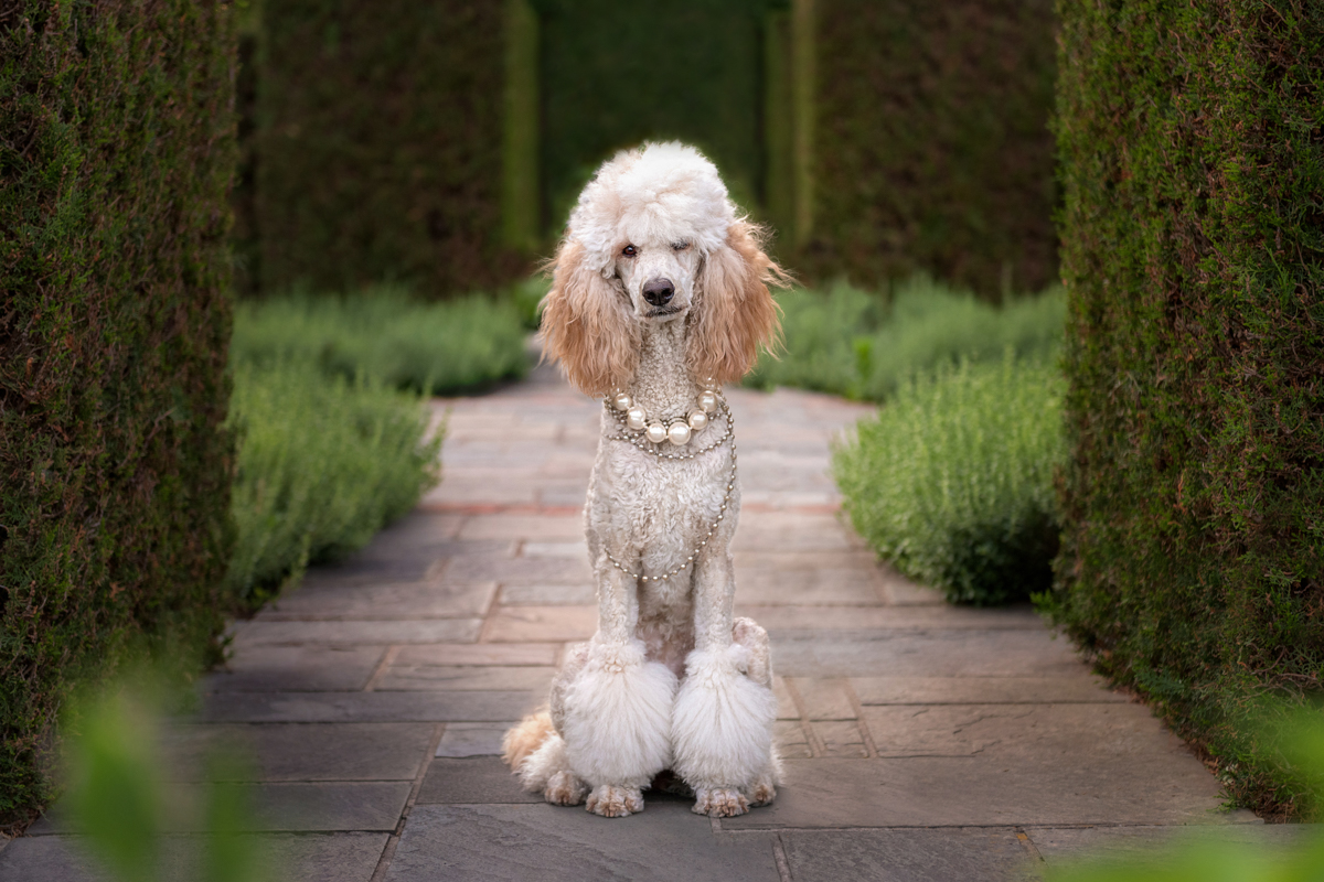 Standard Poodle wearing pearl necklaces sitting in the formal hedge garden at Niagara Parks Botanical Gardens during a spring dog photography session