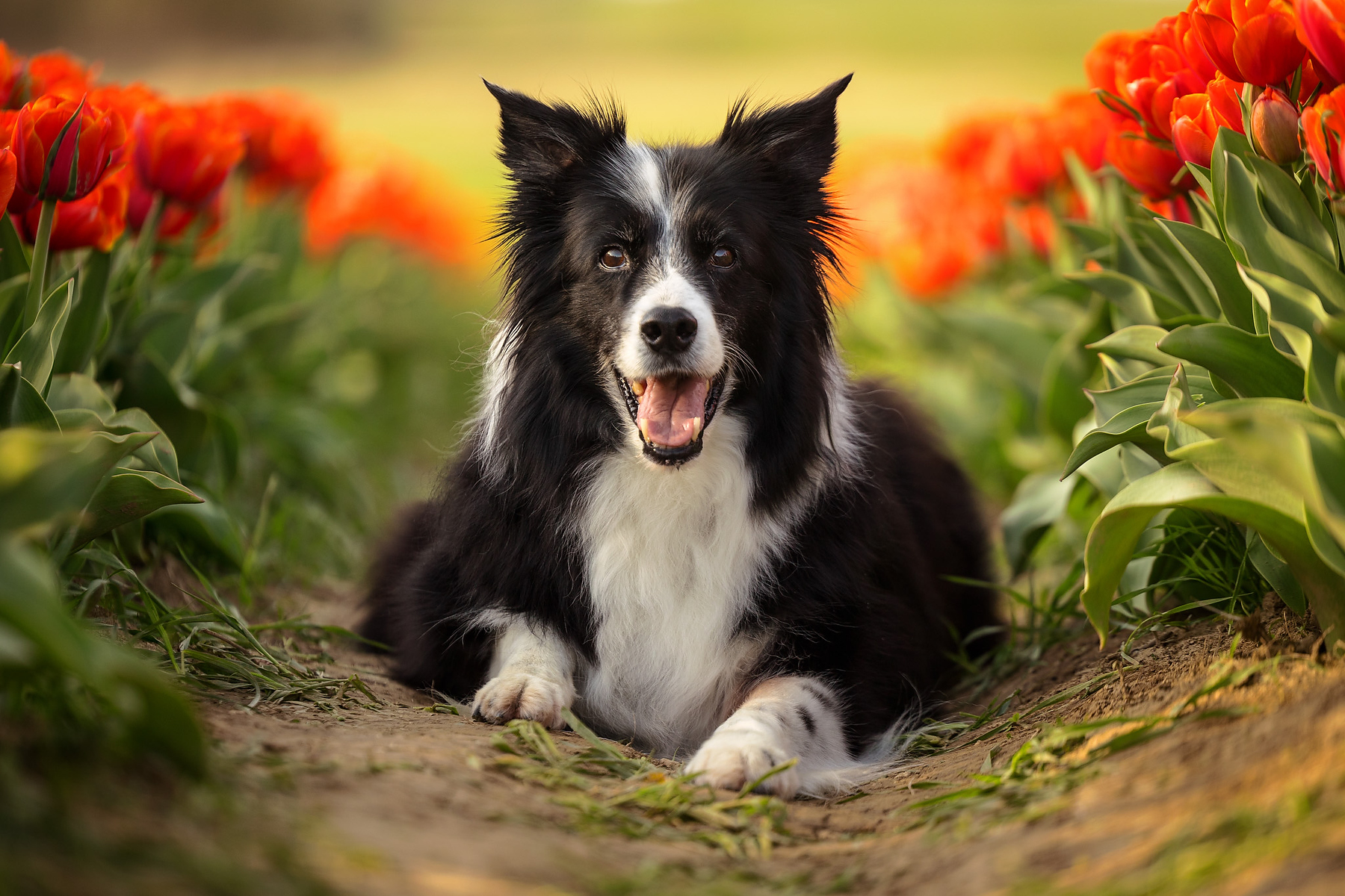 Border Collie lying between rows of vibrant red tulips at a Niagara tulip farm during a spring dog photography sessio