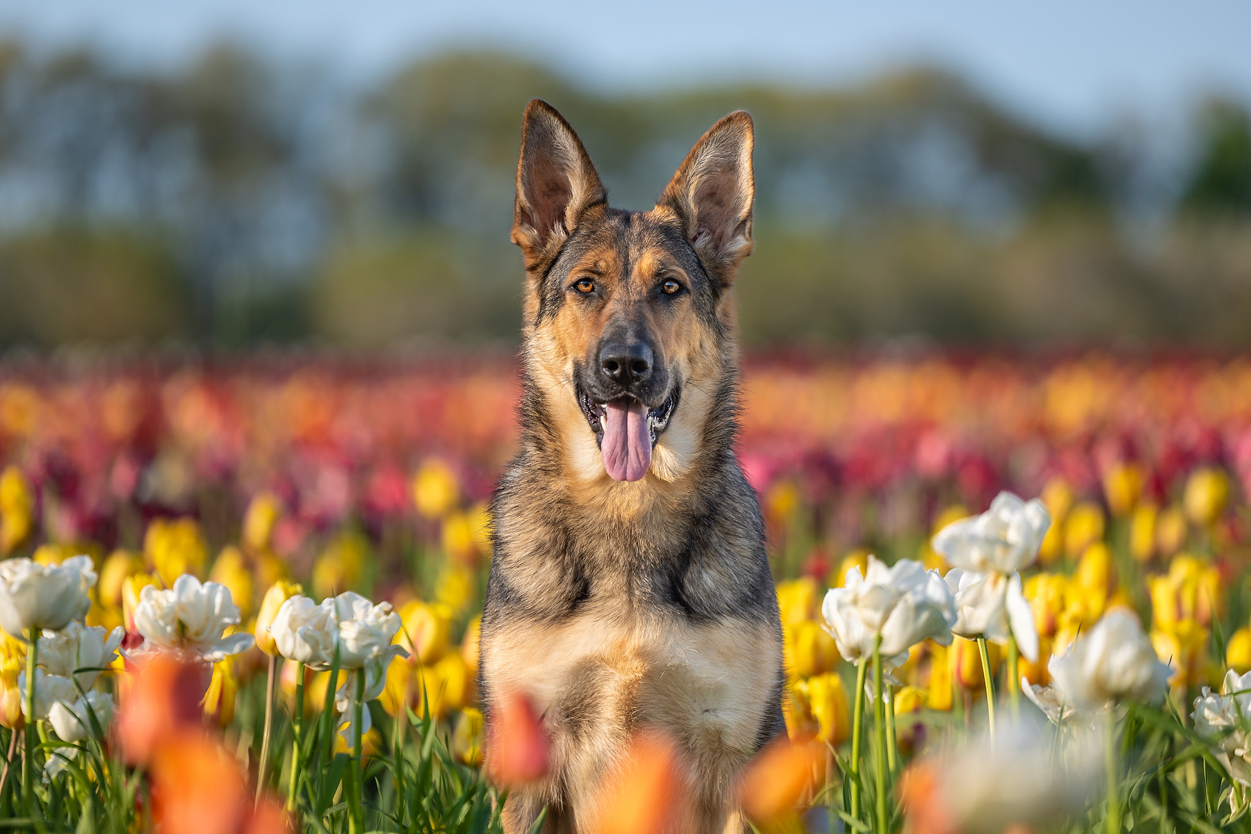 German Shepherd sitting among colourful tulips at a Niagara tulip farm during a spring dog photography session