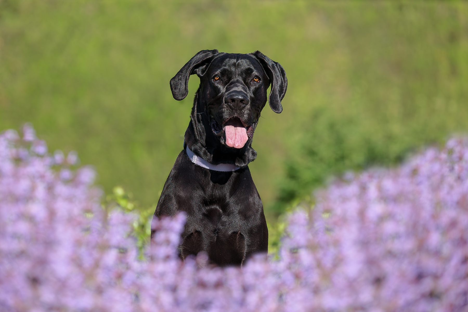 Black Great Dane sitting among purple blooms at a Niagara Parks Botanical Garden during a spring dog photography session