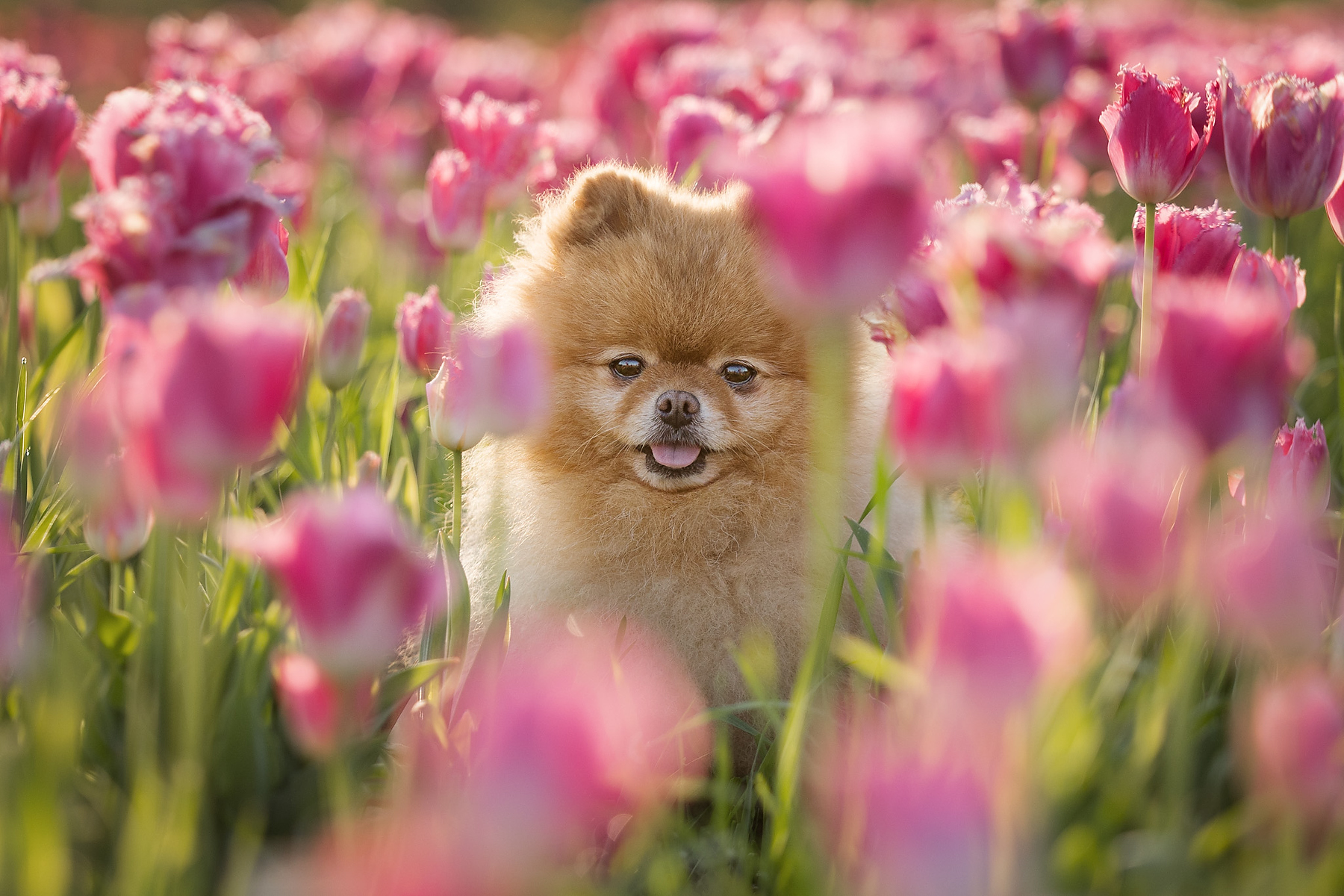 Pomeranian surrounded by pink tulips at a Niagara tulip farm during a spring dog photography session