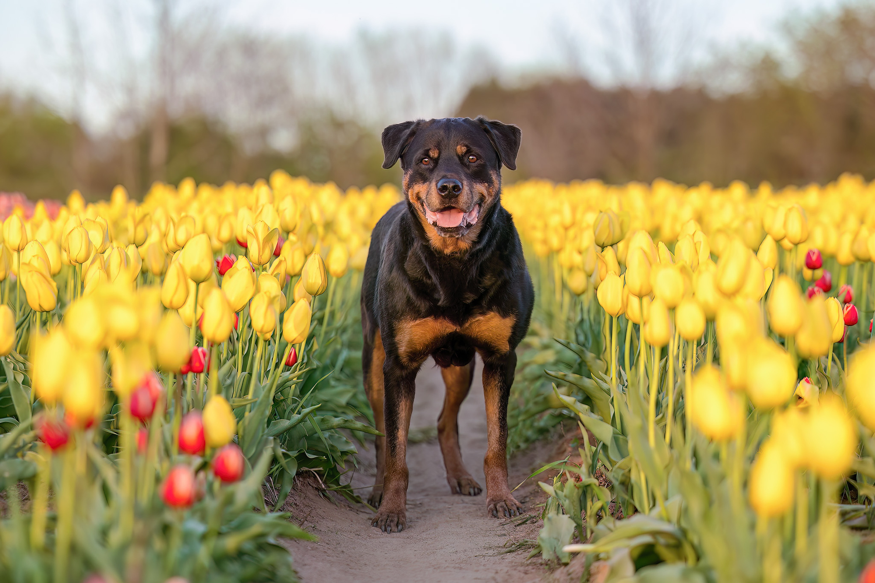 Rottweiler walking between rows of yellow and red tulips at a Niagara tulip farm during a spring dog photography session