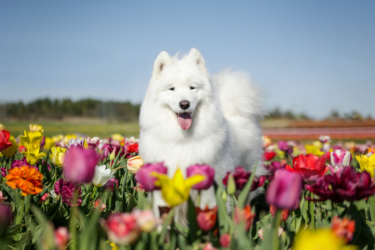 White Samoyed standing among a colourful mix of tulips at a Niagara tulip farm during a spring dog photography session