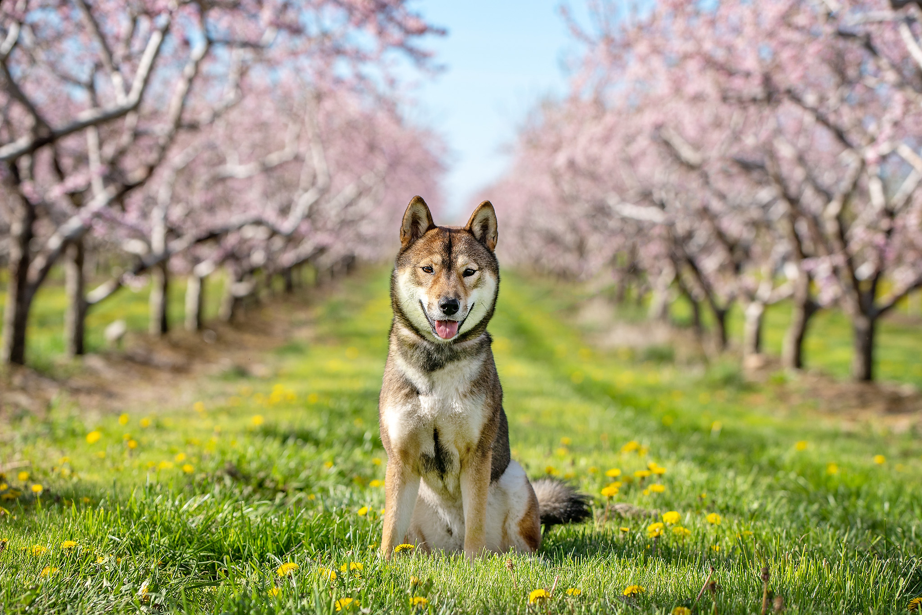 Shikoku Ken sitting in a Vineland peach blossom orchard in Niagara during a spring dog photography session