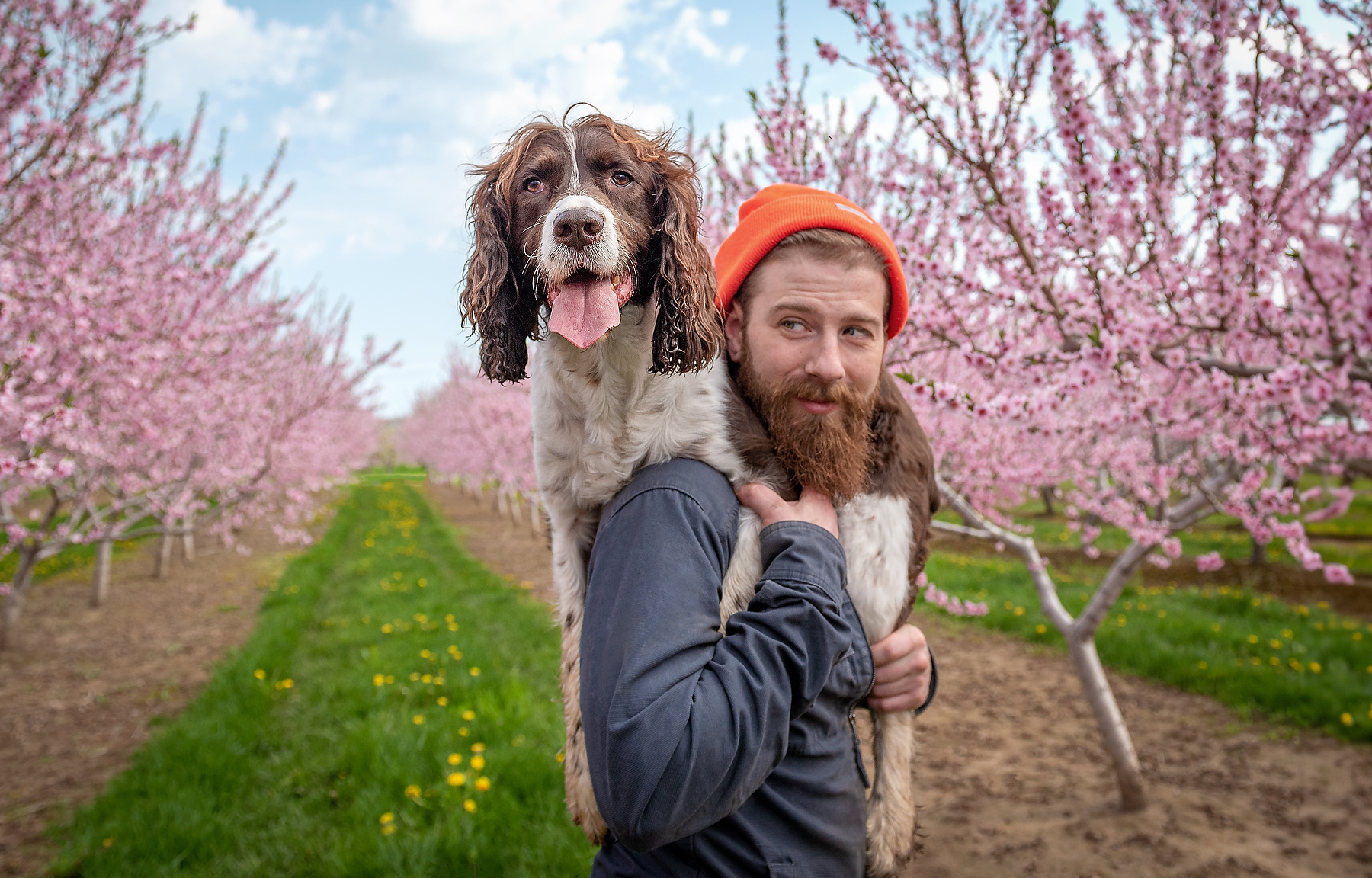 Man holding his Springer Spaniel in a Vineland Niagara orchard with pink blossoms during a spring pet photography session