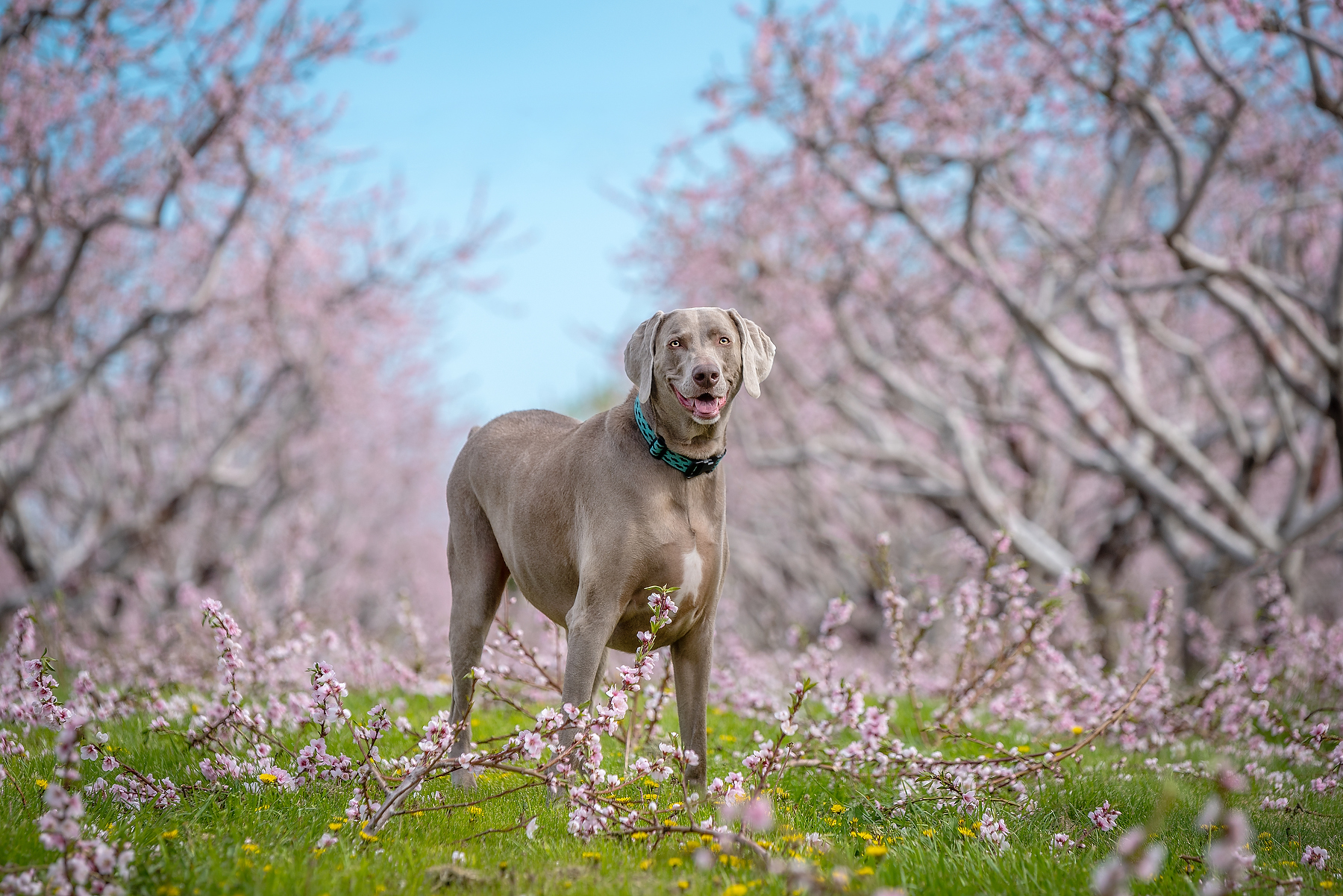 Weimaraner dog standing in a pink peach blossom orchard in Vineland Niagara during a spring dog photography session