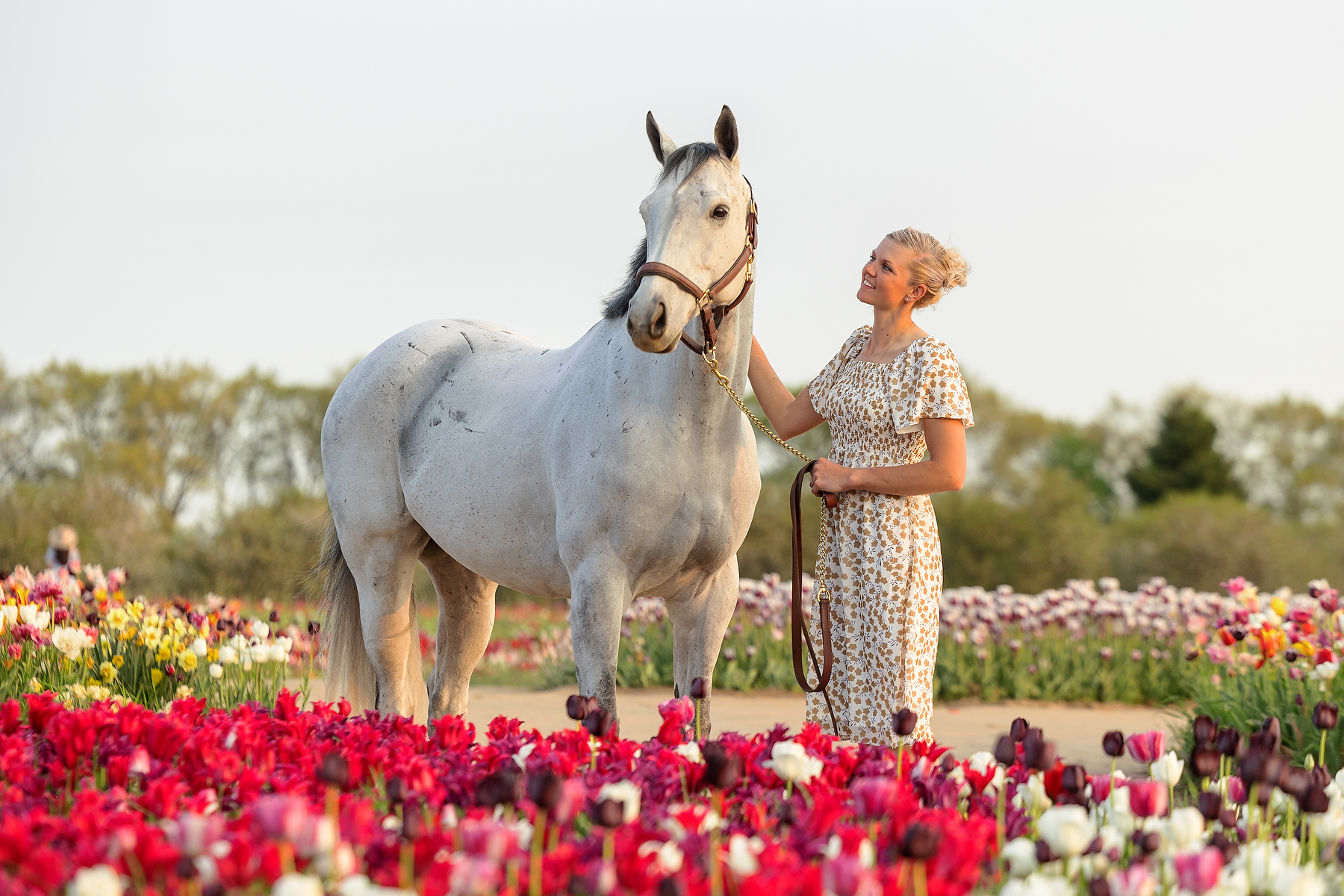 Woman with grey horse standing in a colourful tulip field in Niagara during a spring equine photography session