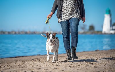 What to Wear for Your Spring Dog Photography Session 2026